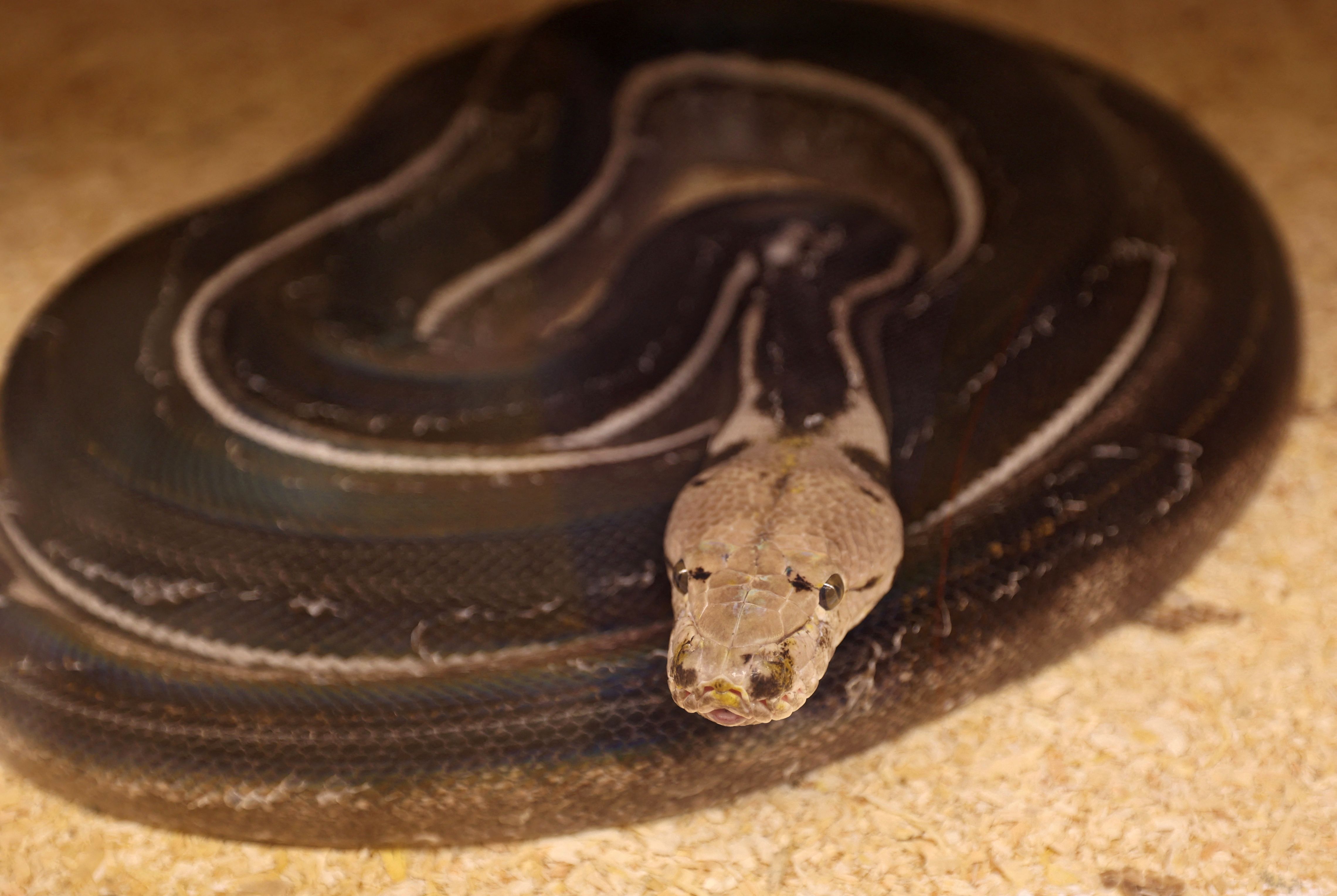 رغم خطورة الأمر .. سعودي يحترف تهجين الثعابين في منزله