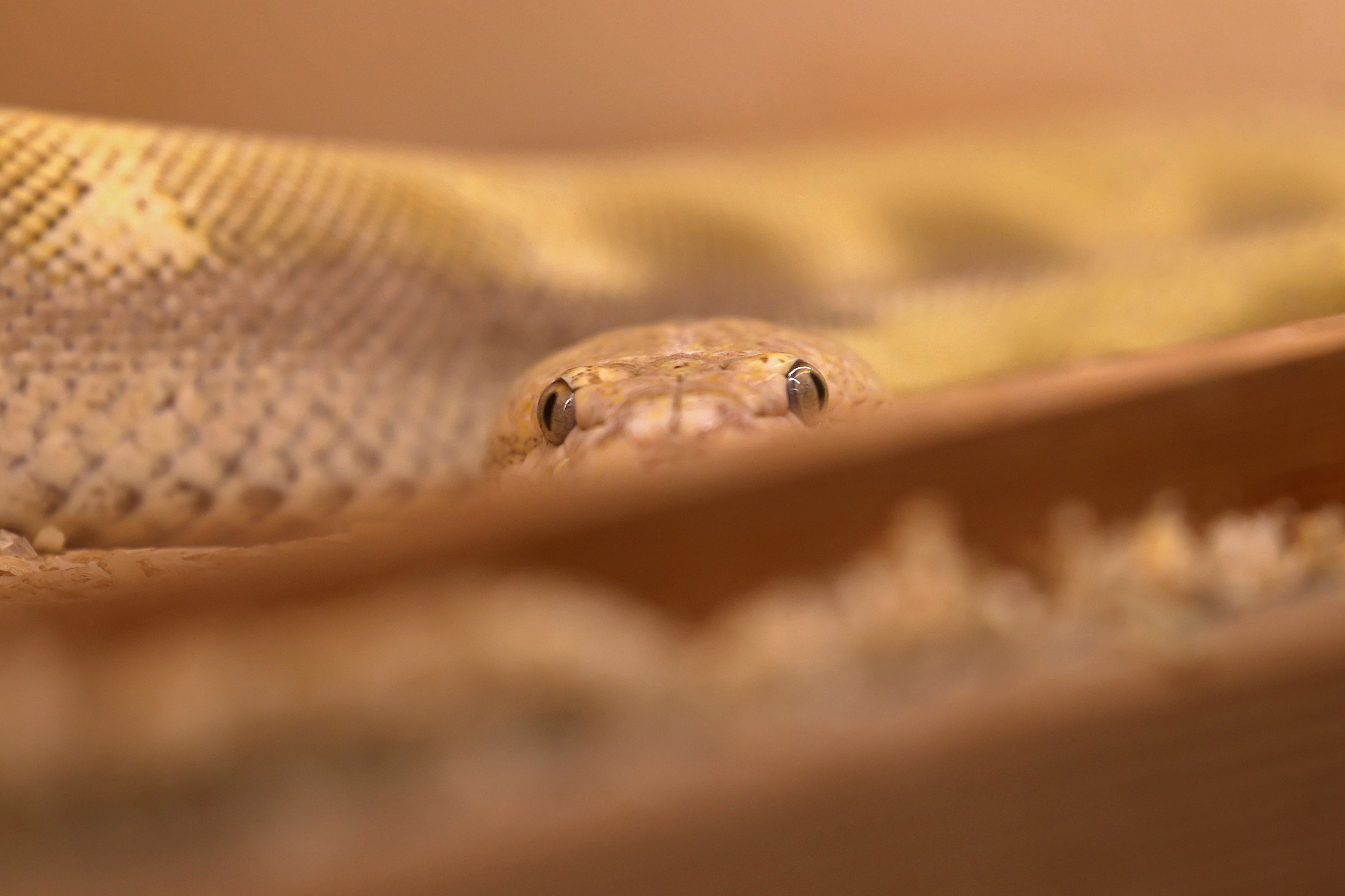 رغم خطورة الأمر .. سعودي يحترف تهجين الثعابين في منزله