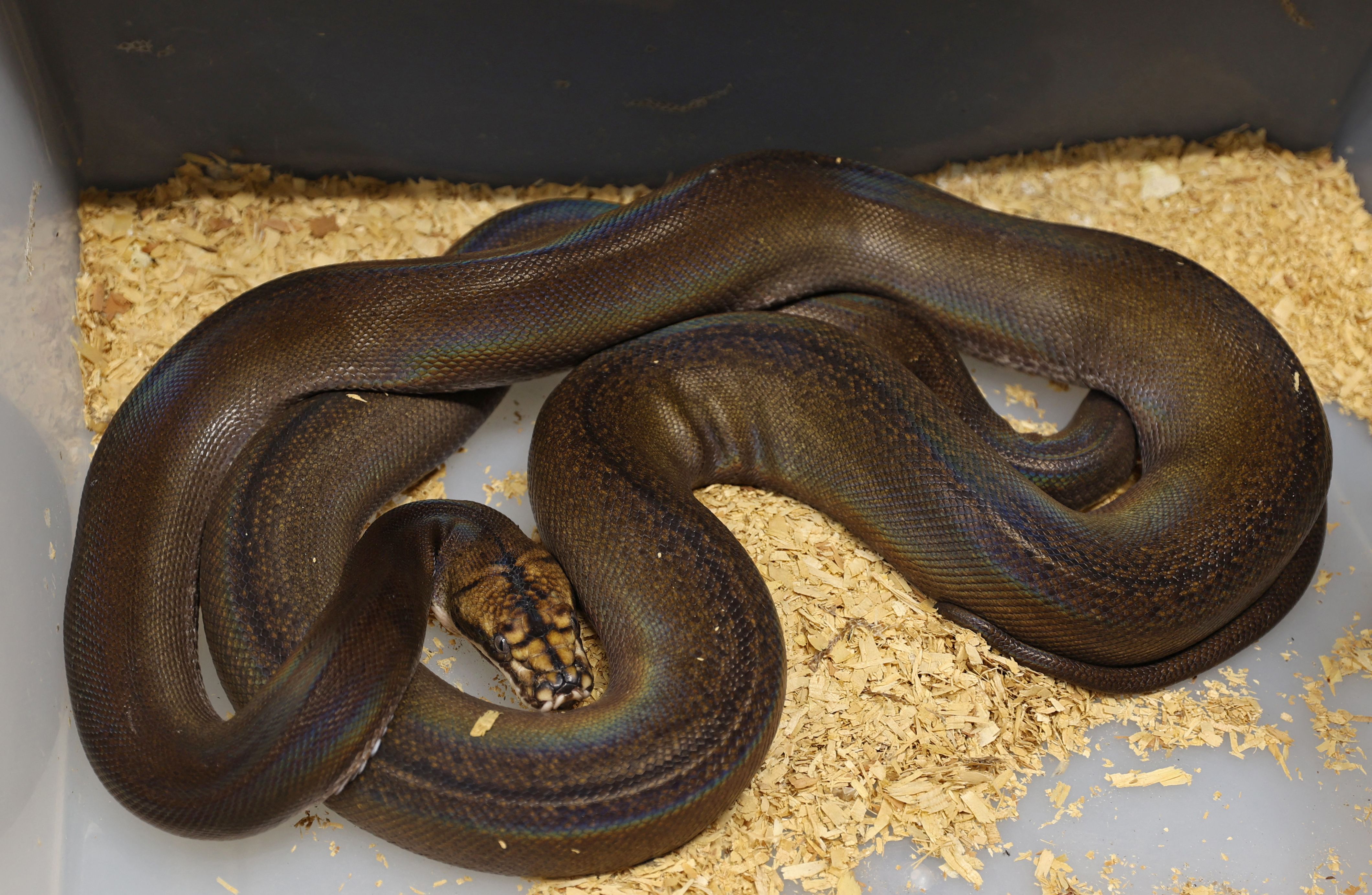 رغم خطورة الأمر .. سعودي يحترف تهجين الثعابين في منزله