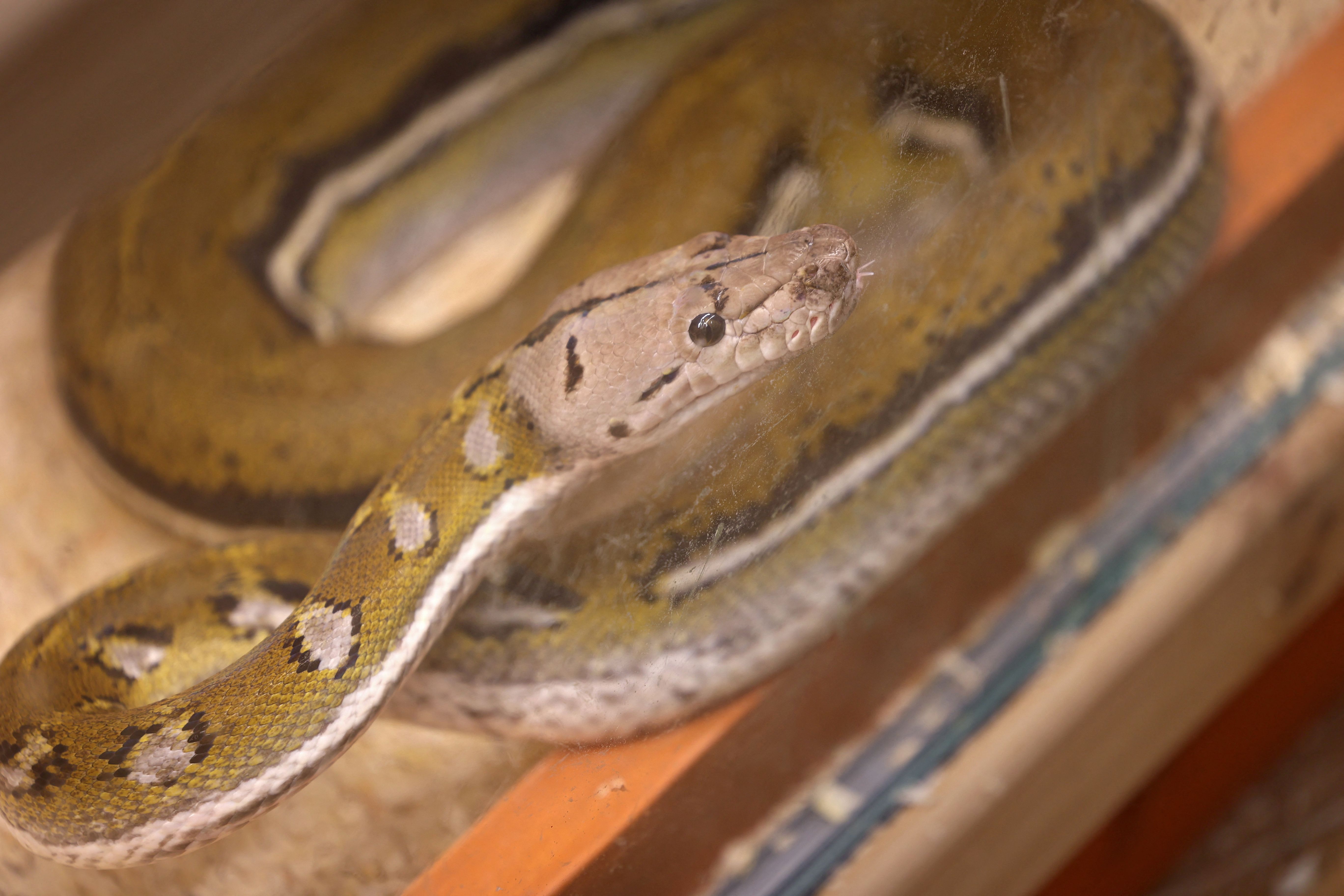 رغم خطورة الأمر .. سعودي يحترف تهجين الثعابين في منزله