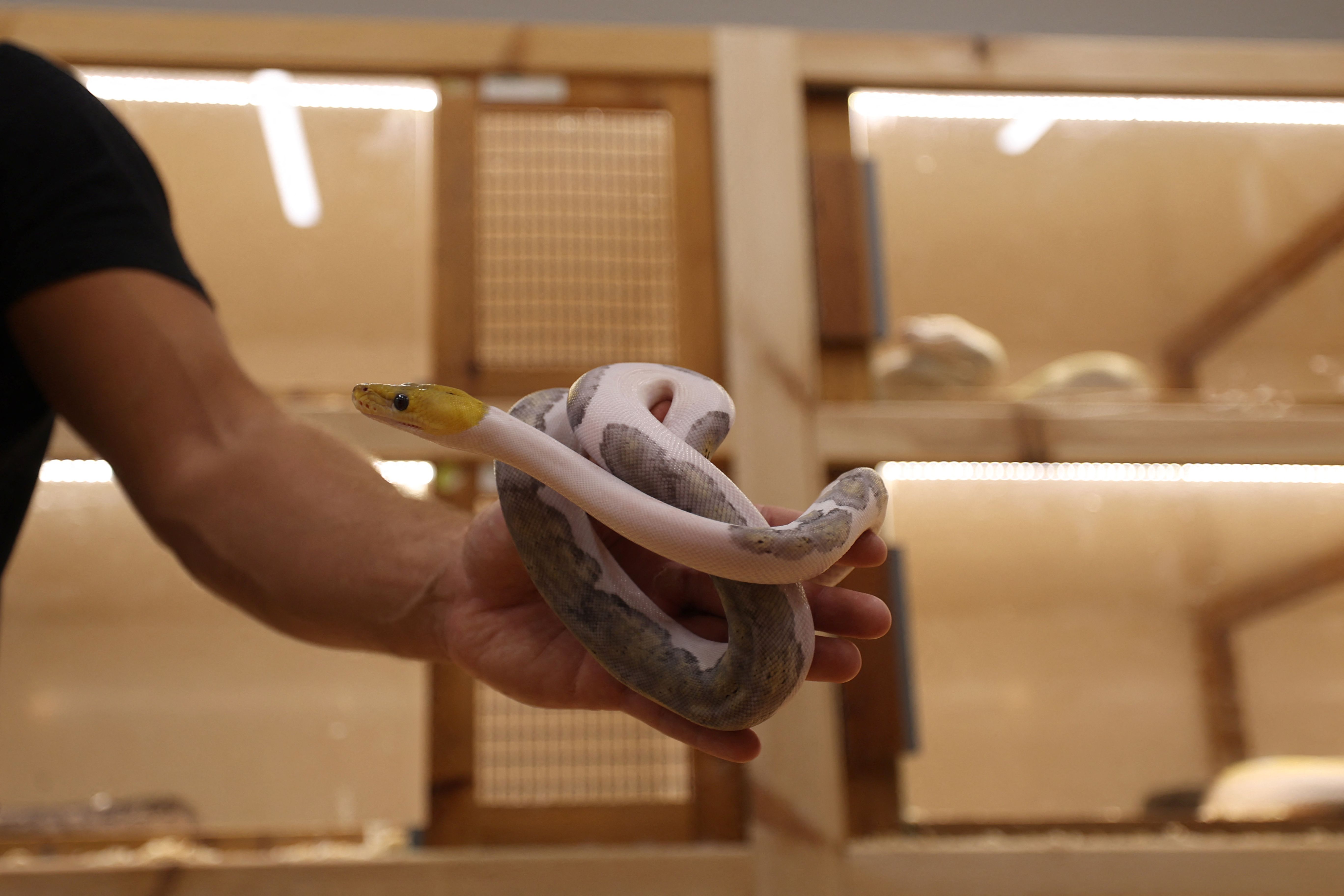 رغم خطورة الأمر .. سعودي يحترف تهجين الثعابين في منزله