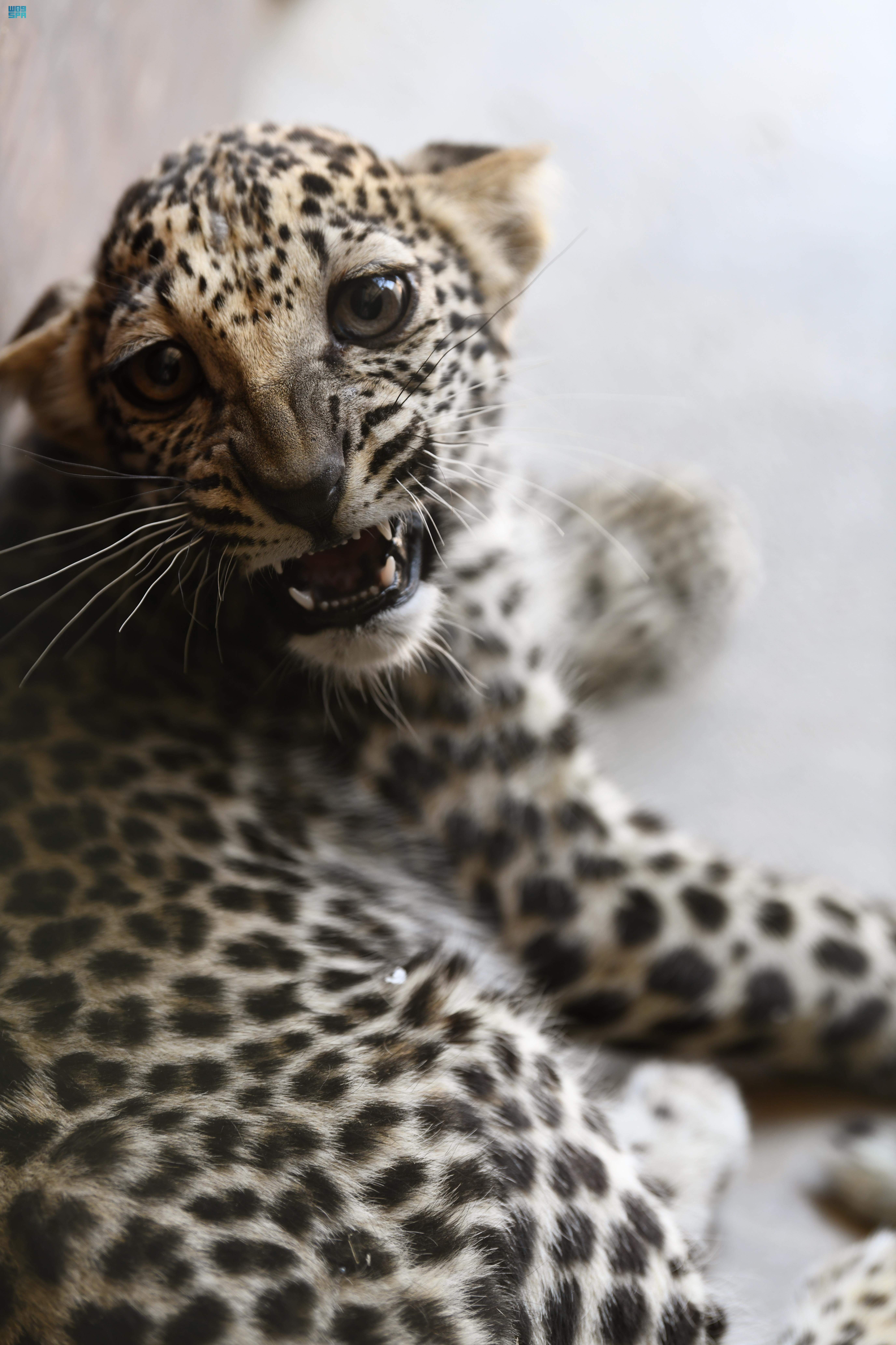 ولادة "أنثى" جديدة من النمر العربي في العلا