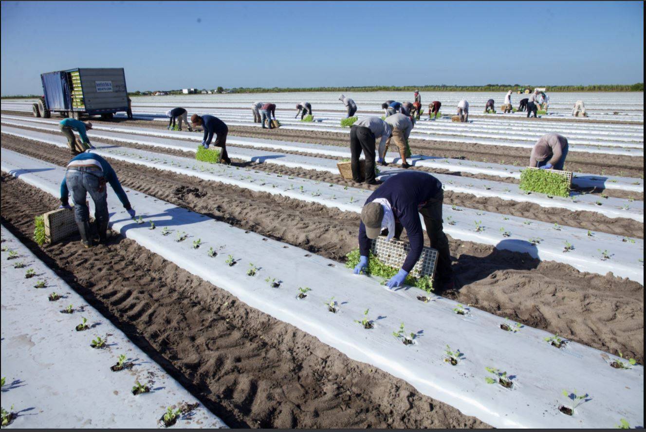 الزراعة العضوية تمتد على 72.3 مليون هكتار.