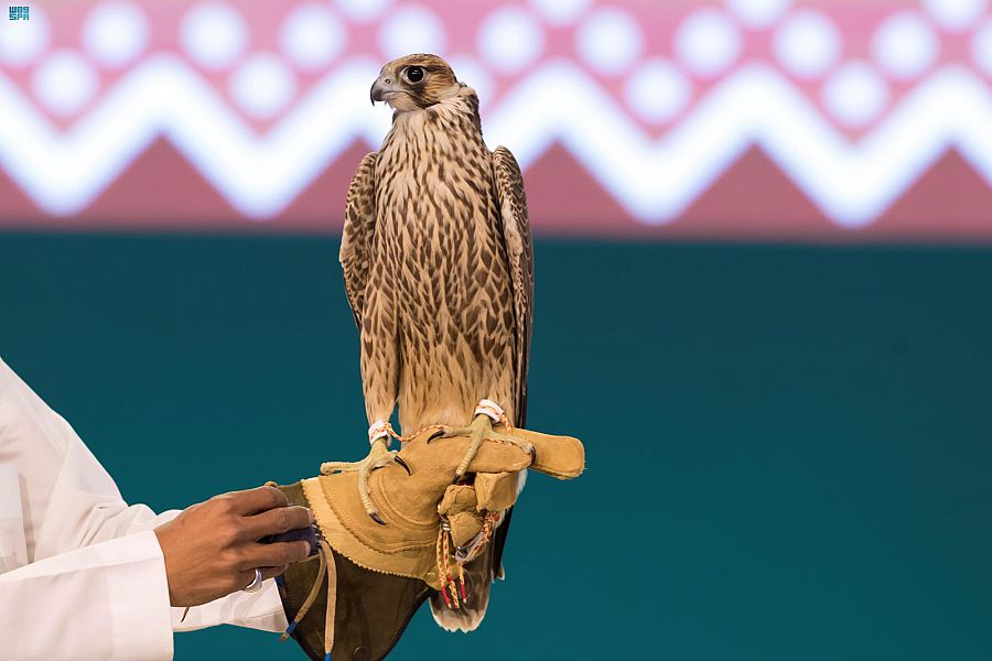 بيع أغلى صقر في النسخة الثانية لمزاد نادي الصقور السعودي