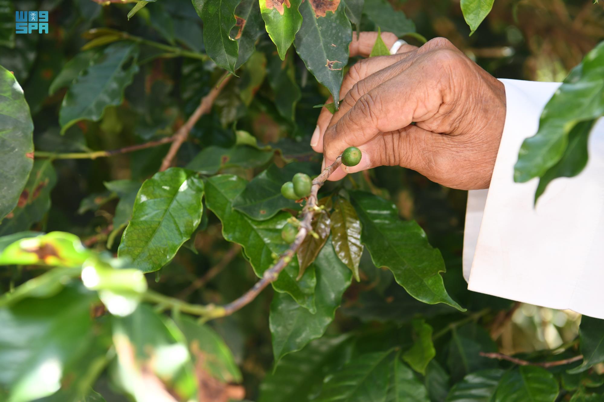 المزارعون يجنون حصادهم السنوي من "البن الخولاني" في جازان