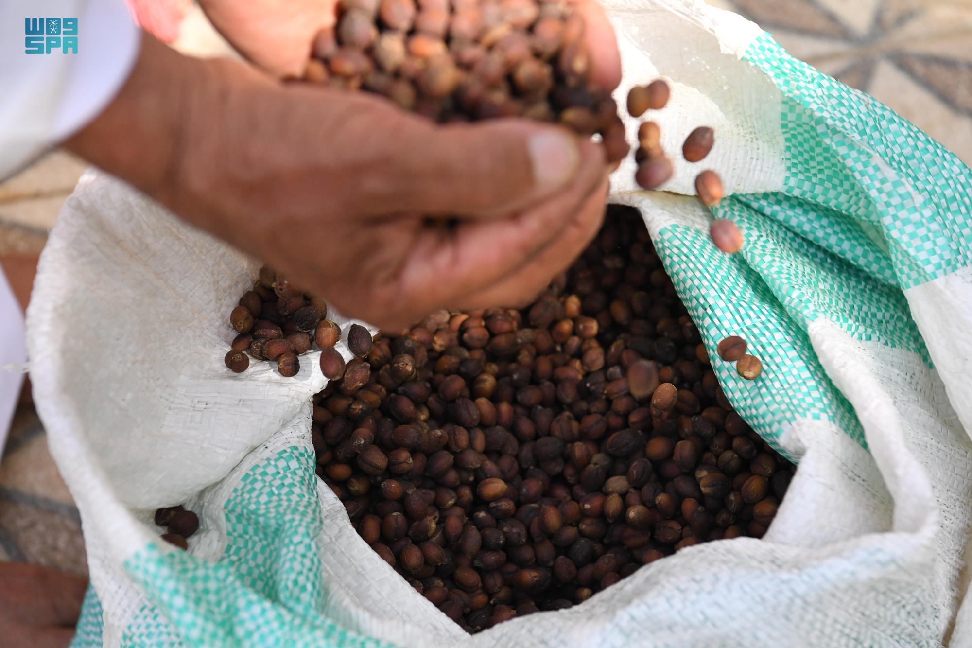 المزارعون يجنون حصادهم السنوي من "البن الخولاني" في جازان