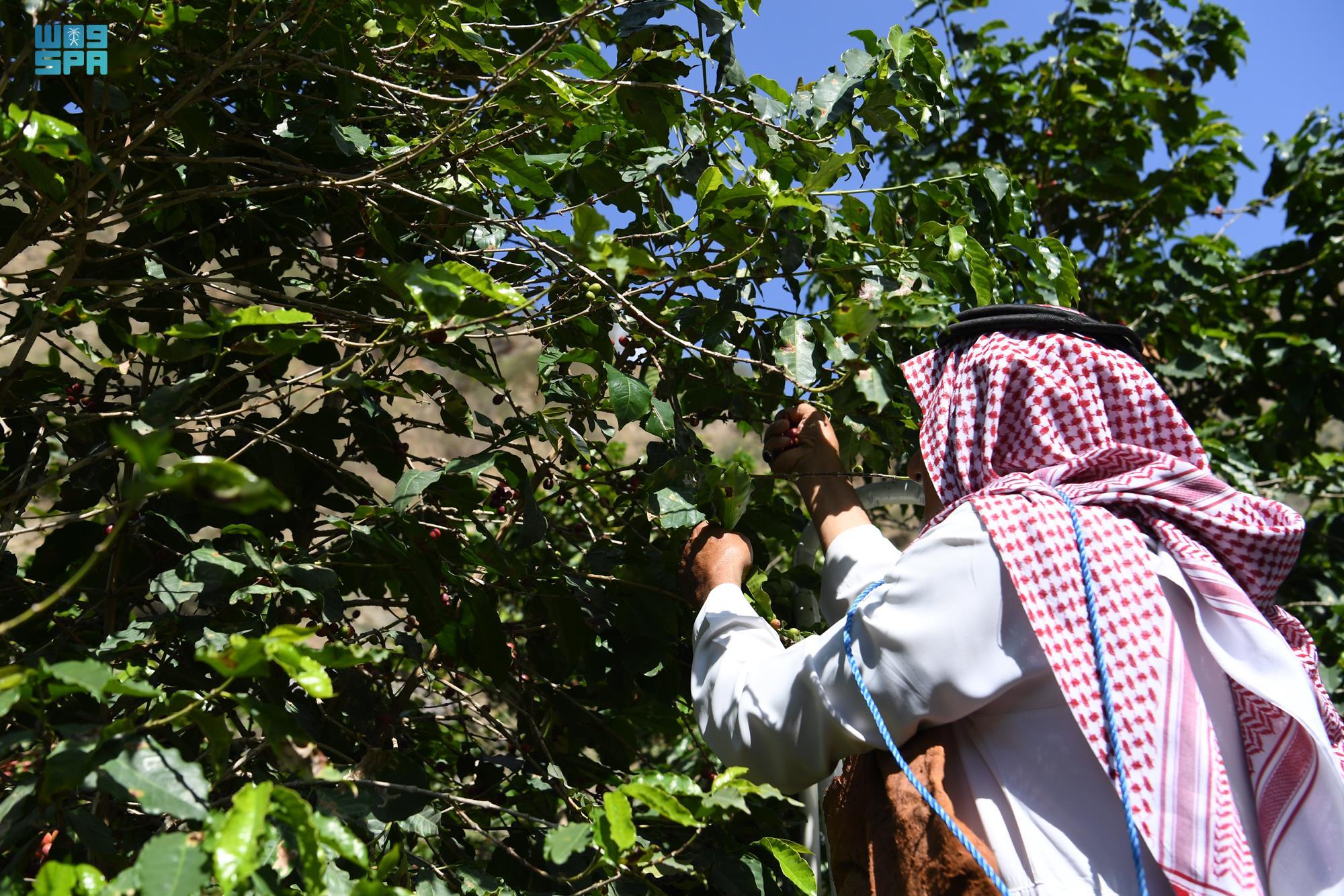 المزارعون يجنون حصادهم السنوي من "البن الخولاني" في جازان