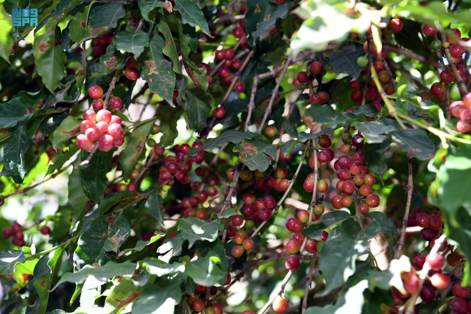 المزارعون يجنون حصادهم السنوي من "البن الخولاني" في جازان