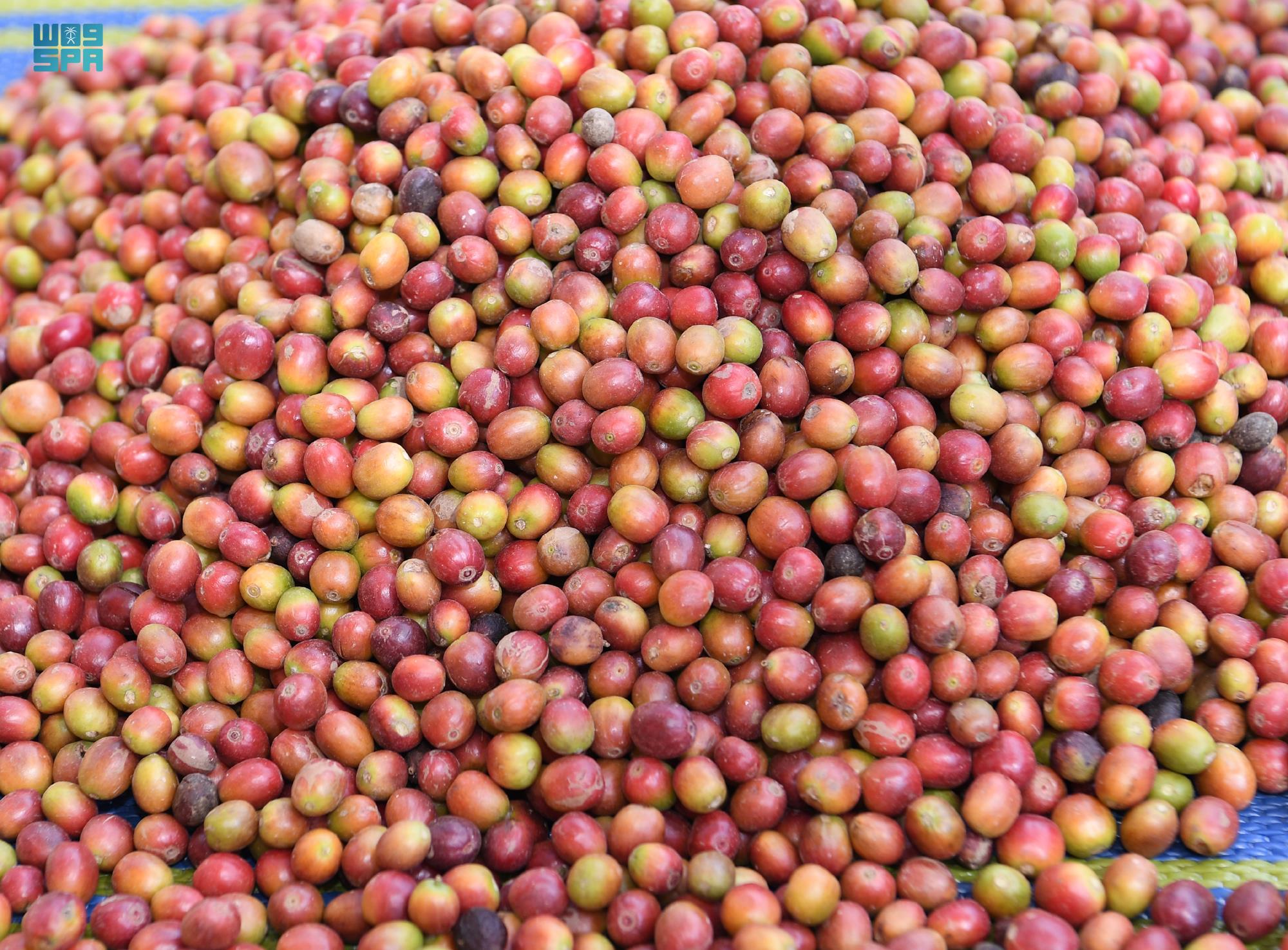 المزارعون يجنون حصادهم السنوي من "البن الخولاني" في جازان