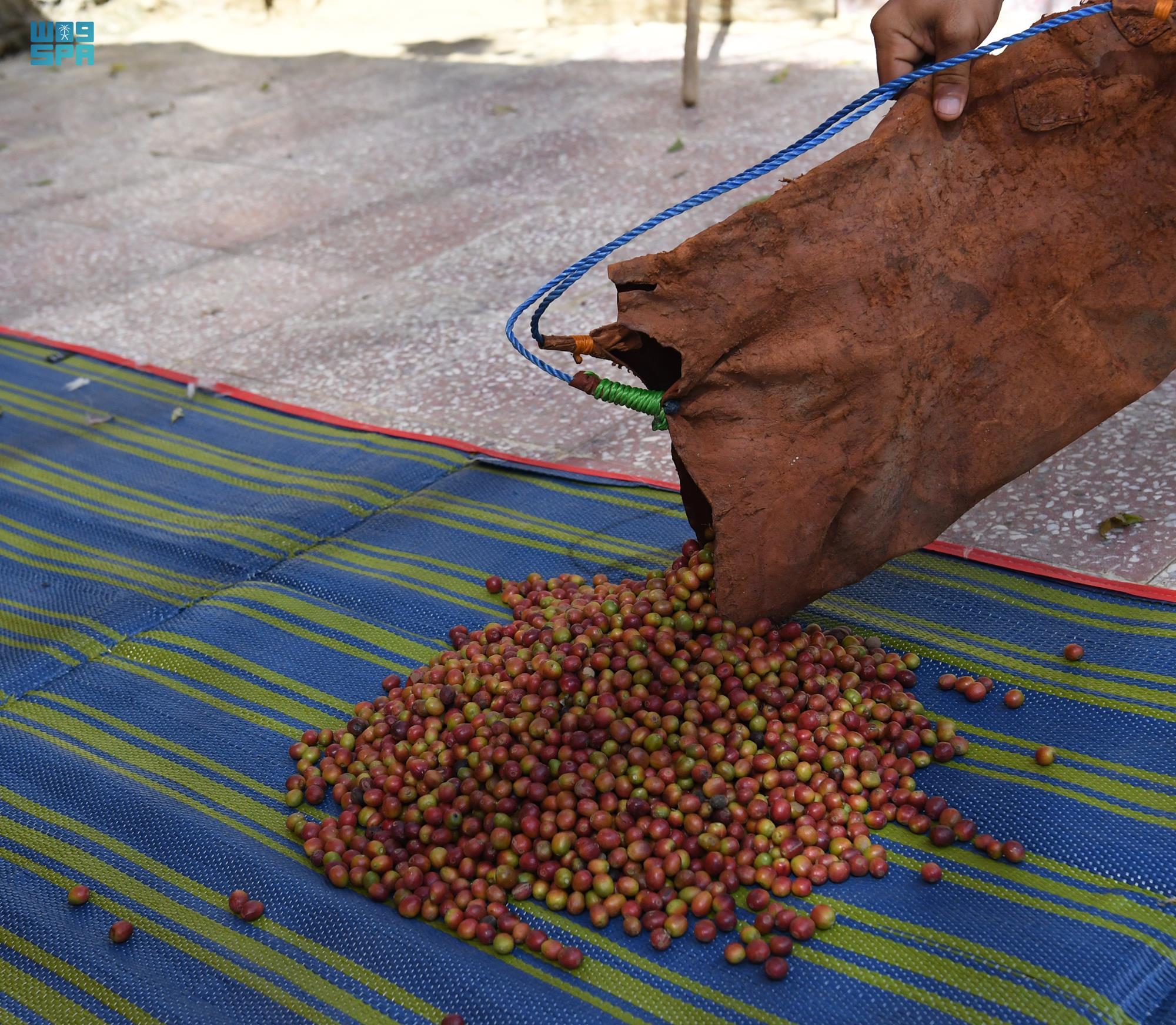 المزارعون يجنون حصادهم السنوي من "البن الخولاني" في جازان