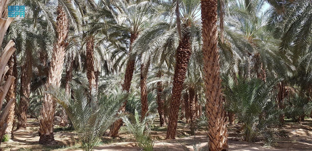 النخلة في وادي الدواسر .. علاقة حياة ووجود يكشفها الماضي ويؤكّدها الحاضر