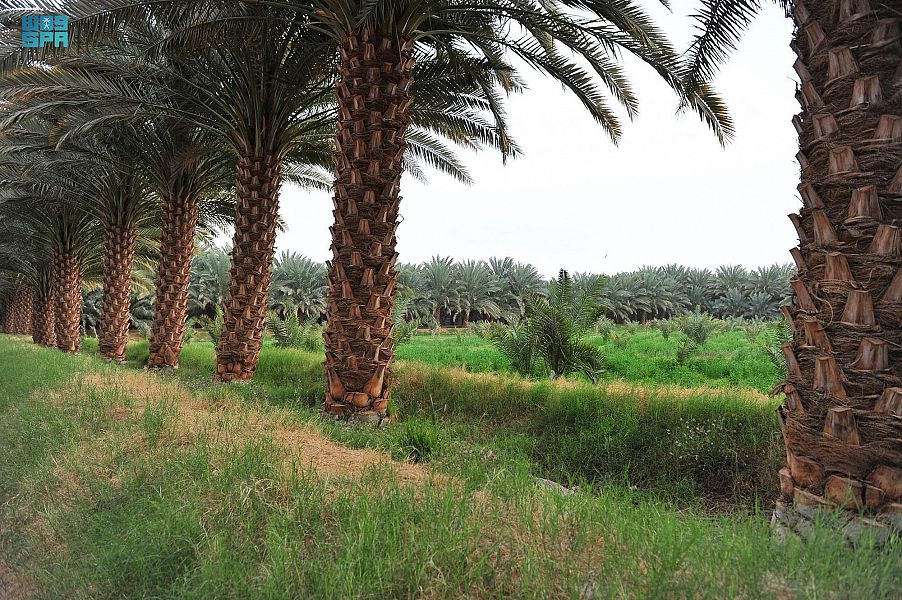 النخلة في وادي الدواسر .. علاقة حياة ووجود يكشفها الماضي ويؤكّدها الحاضر