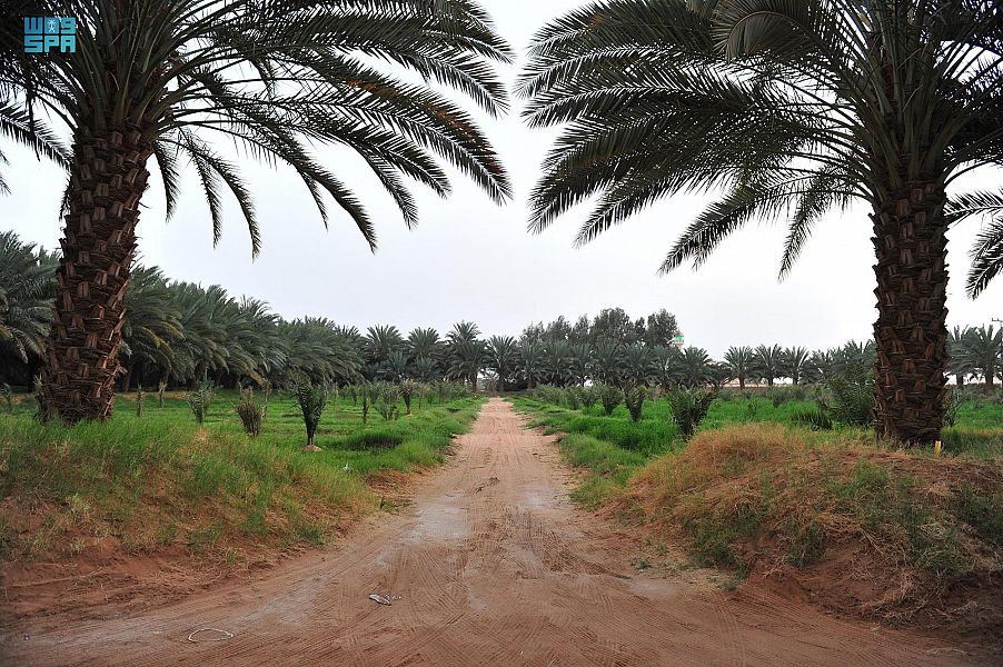 النخلة في وادي الدواسر .. علاقة حياة ووجود يكشفها الماضي ويؤكّدها الحاضر