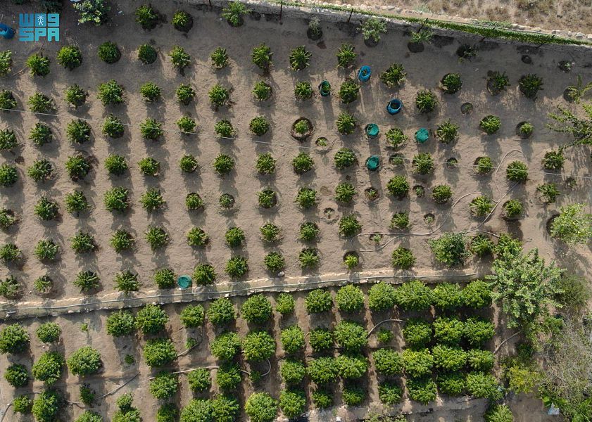 "البن الشدوي" .. كنز الطبيعة منذ مئات السنين في الباحة