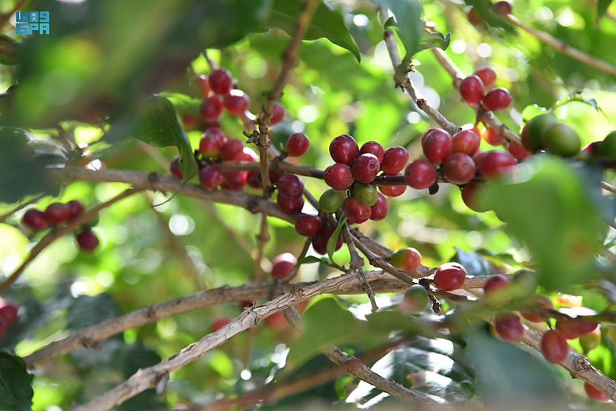 محفزات وطنية تستثمر صناعة "البن الخولاني السعودي"