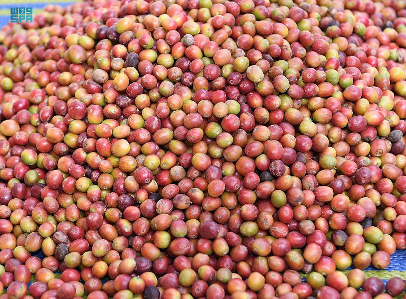 محفزات وطنية تستثمر صناعة "البن الخولاني السعودي"