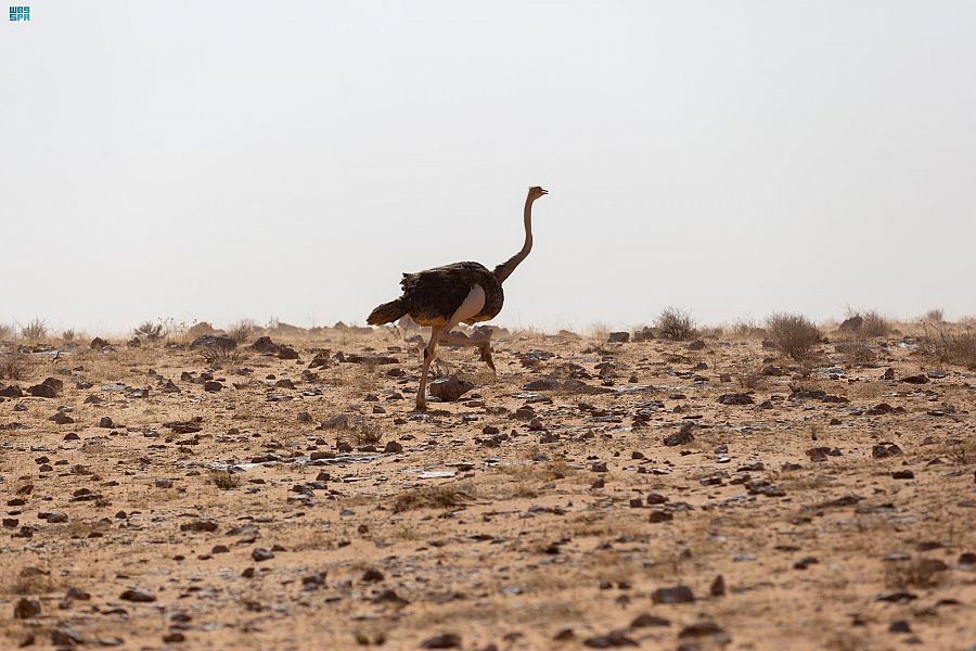 محمية الإمام تركي بن عبدالله الملكية تعيد توطين عددا من الغزلان والمها والنعام في منطقة "التيسية"