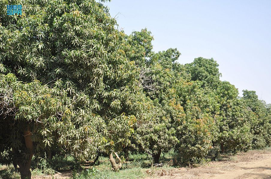 مانجو جازان .. مليون شجرة و 65 ألف طن سنويا تواكب الرؤية وتحقق المنافسة عالميا