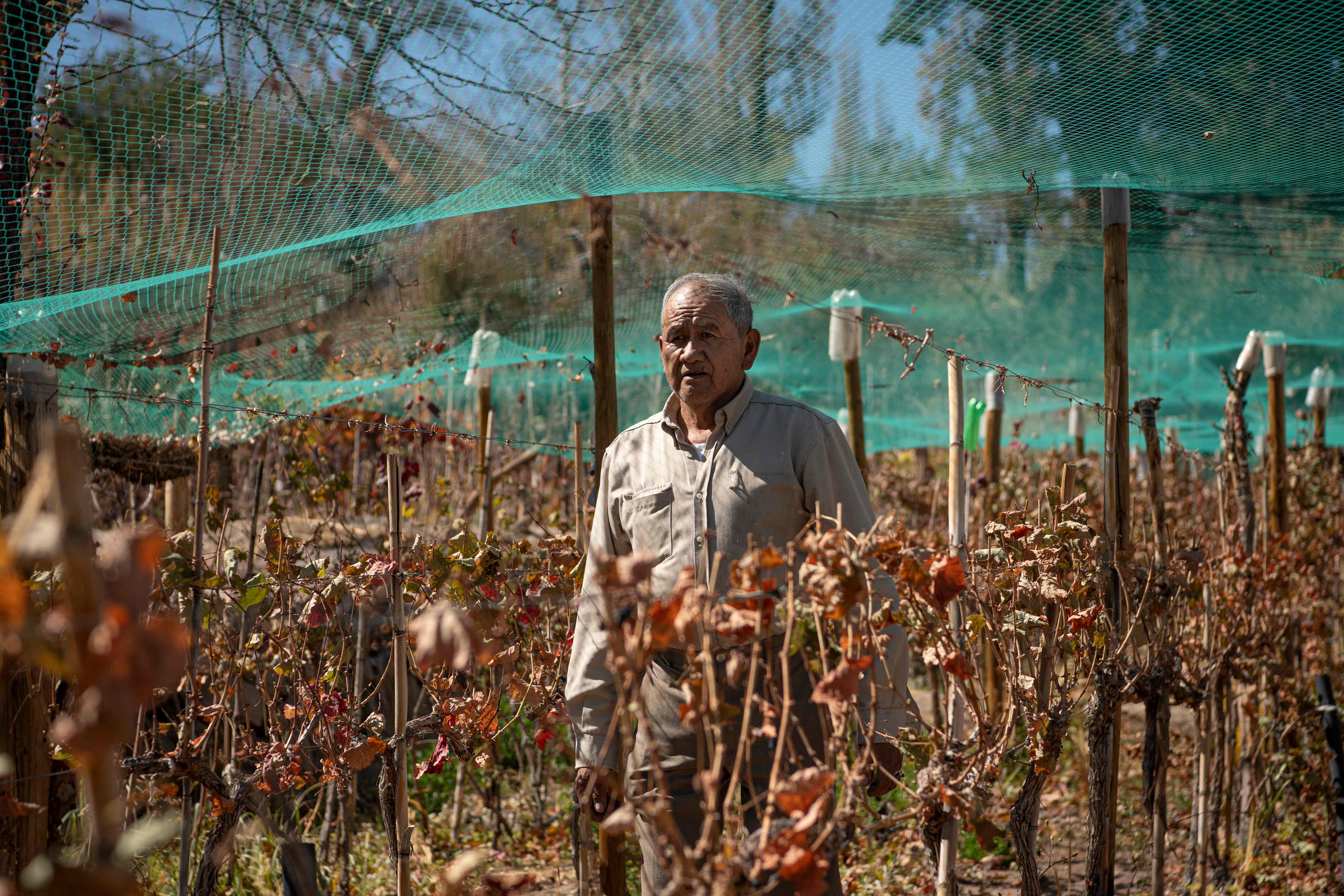 زراعة العنب في أكثر مناطق العالم جفافا .. مهمة معقدة تواجه مزارع سبعيني في تشيلي