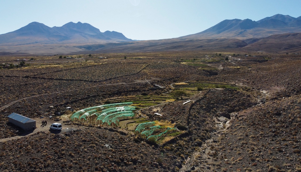 زراعة العنب في أكثر مناطق العالم جفافا .. مهمة معقدة تواجه مزارع سبعيني في تشيلي