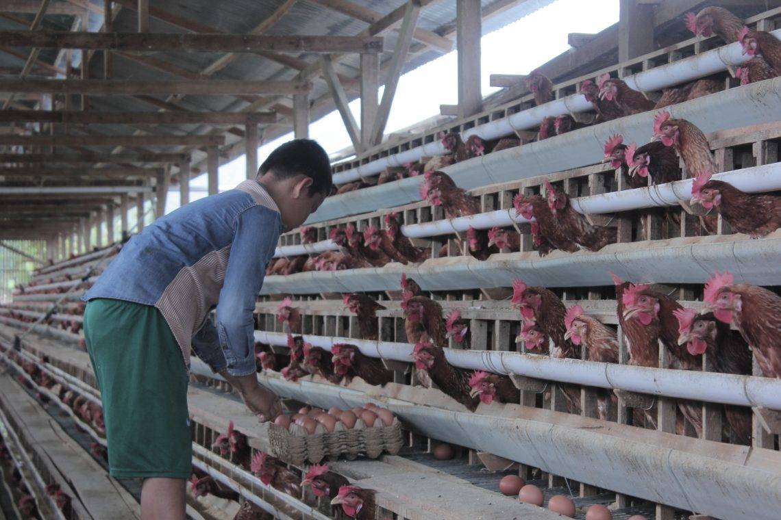 سوق الدواجن العالمية .. المنتجون يحملون المستهلكين تكاليف المدخلات واضطرابات سلاسل الإمداد