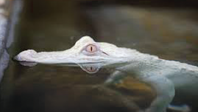 التمساح الأبيض يفتقد الميلانين في جسمه.