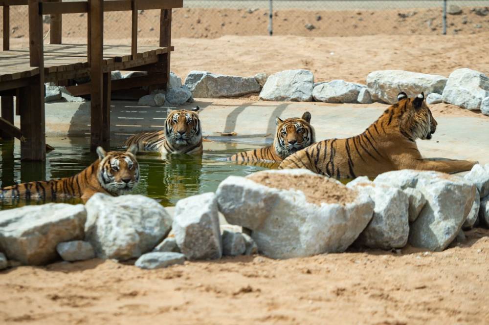«جدة جنغل» .. حيوانات نادرة مهددة بالانقراض