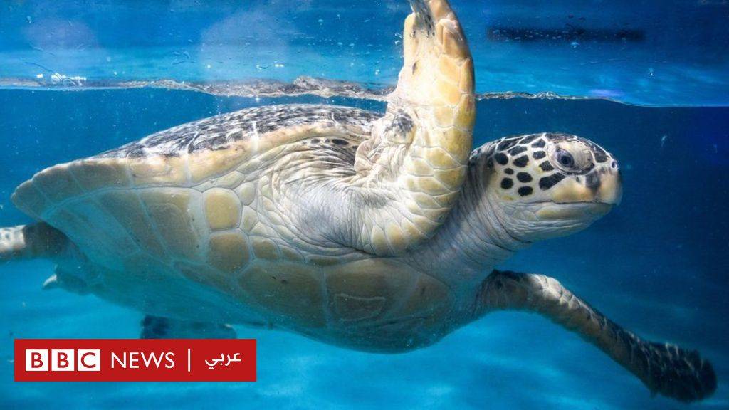 "أنعام القابضة" تحدد فترة تداول حقوق الأولوية والاكتتاب في الأسهم الجديدة