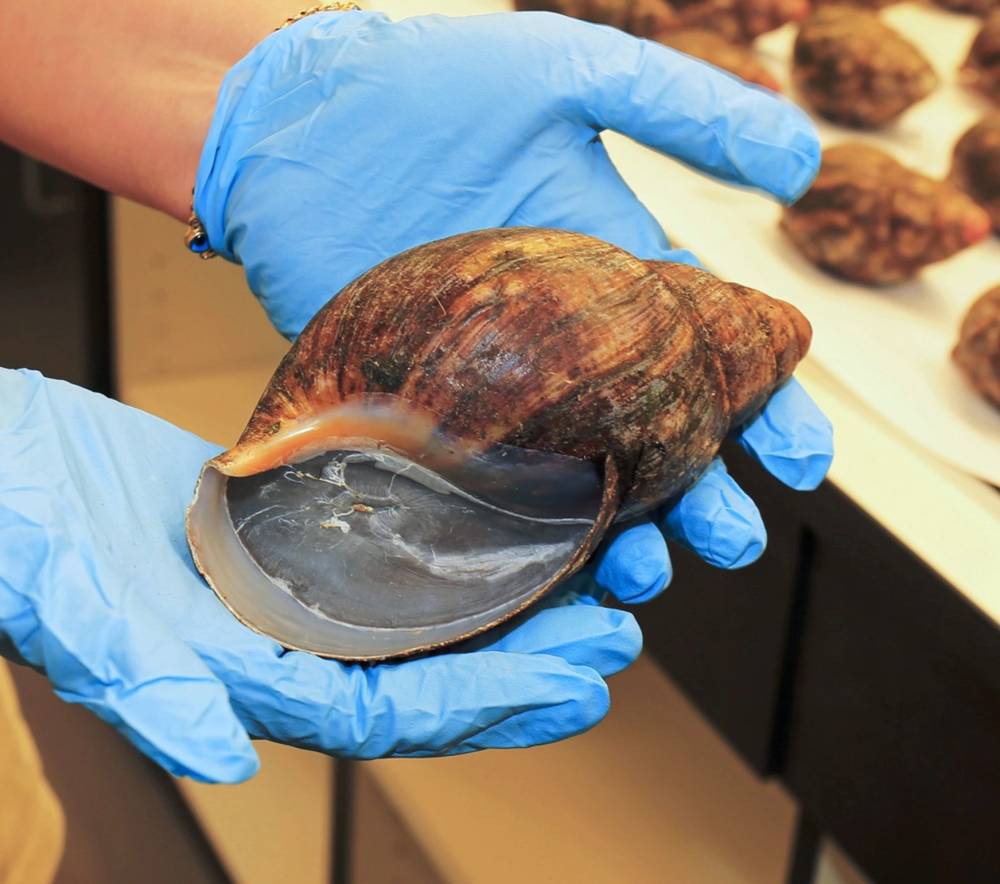 البنوك العامة في البرازيل تستأنف سداد التزاماتها للحكومة الاتحادية خلال العام المقبل 