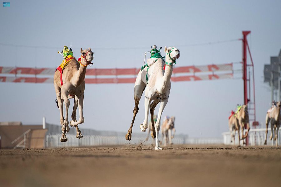 هجن الشحانية تحقق 3 انتصارات في مهرجان ولي العهد
