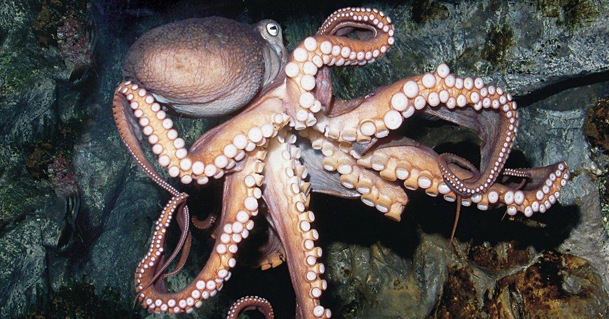 أول عاصفة ثلجية تضرب هولندا منذ 10 سنوات 