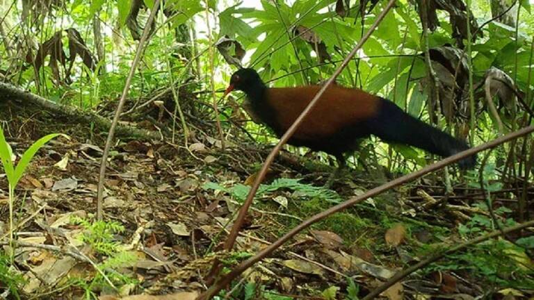 الطائر يعيش فقط في غينيا.