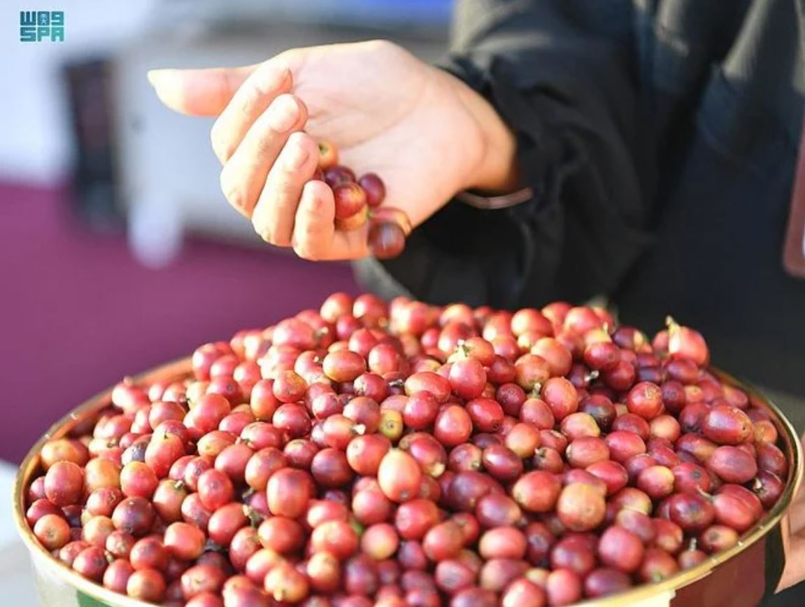 تسجيل البن الخولاني السعودي وحداء الإبل بقائمة التراث الثقافي غير المادي في "اليونسكو"