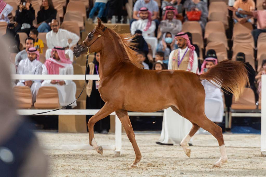 «المقاولين»: منصة مقاول ستضبط أسعار البناء ضمن بيئة تنافسية