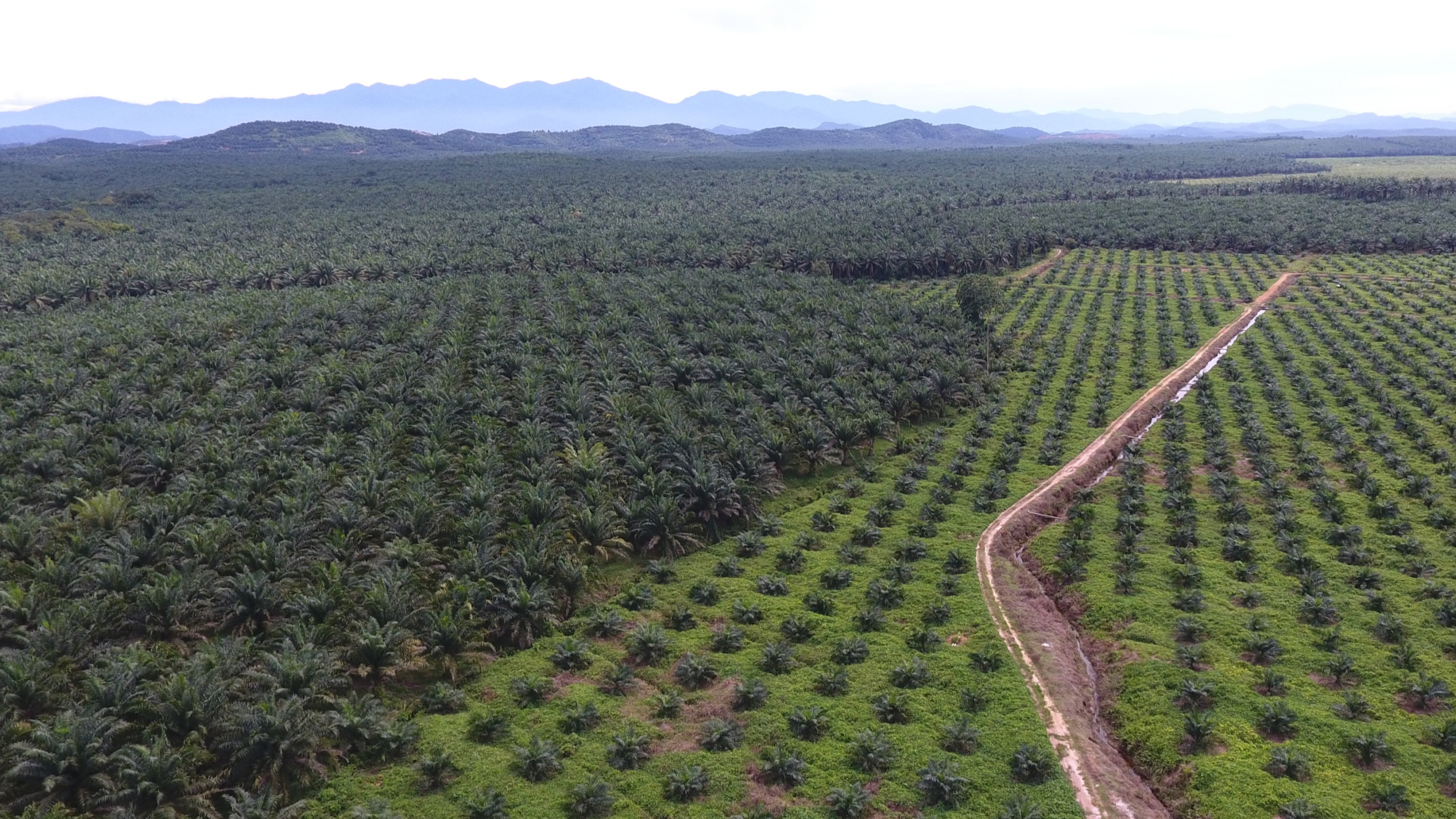 ماليزيا: وضع أوروبا قواعد تتعلق بالمنتجات قد يفاقم أزمة الغذاء