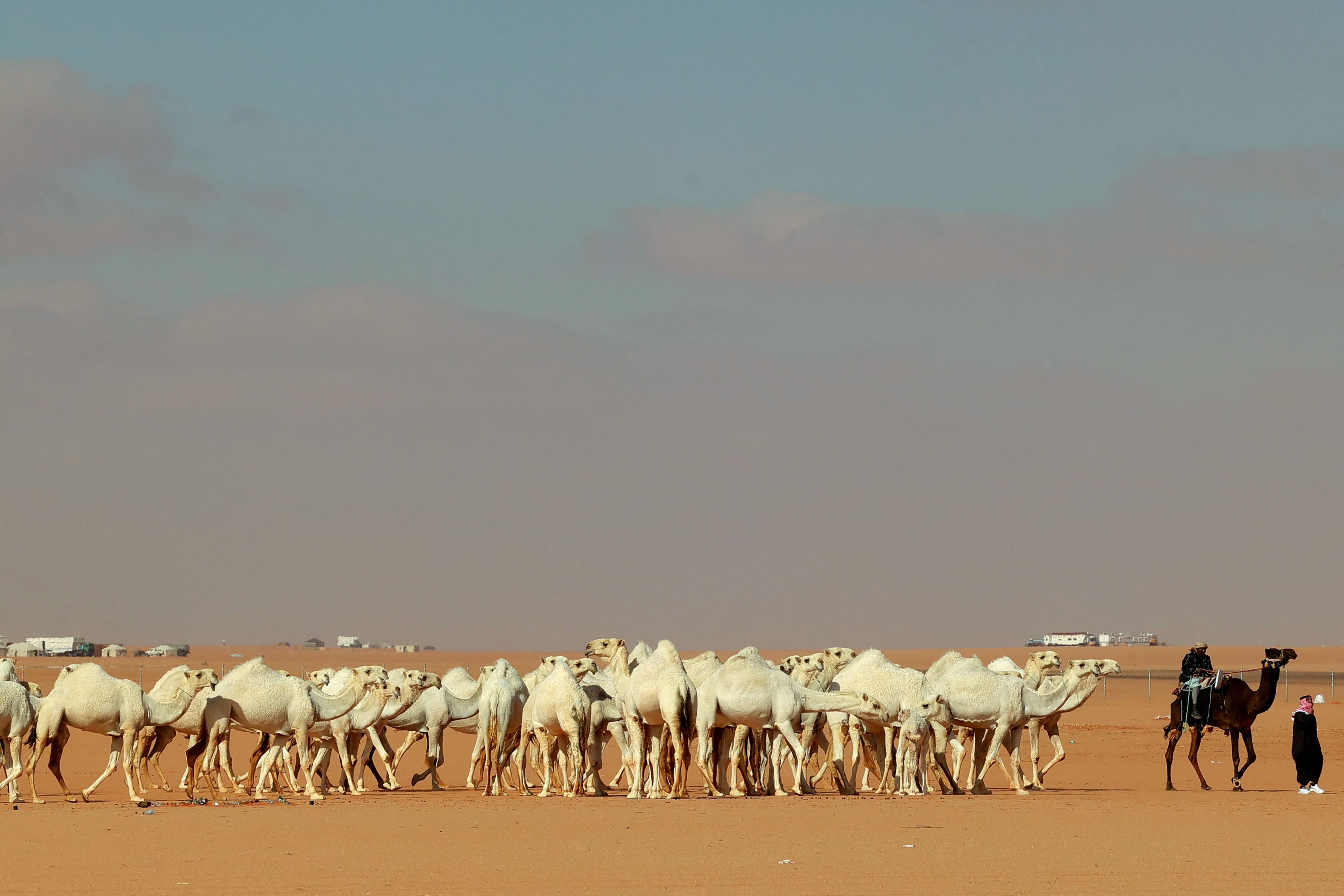"حداء الإبل" .. موروث سعودي أدرج على لائحة اليونسكو للتراث الثقافي