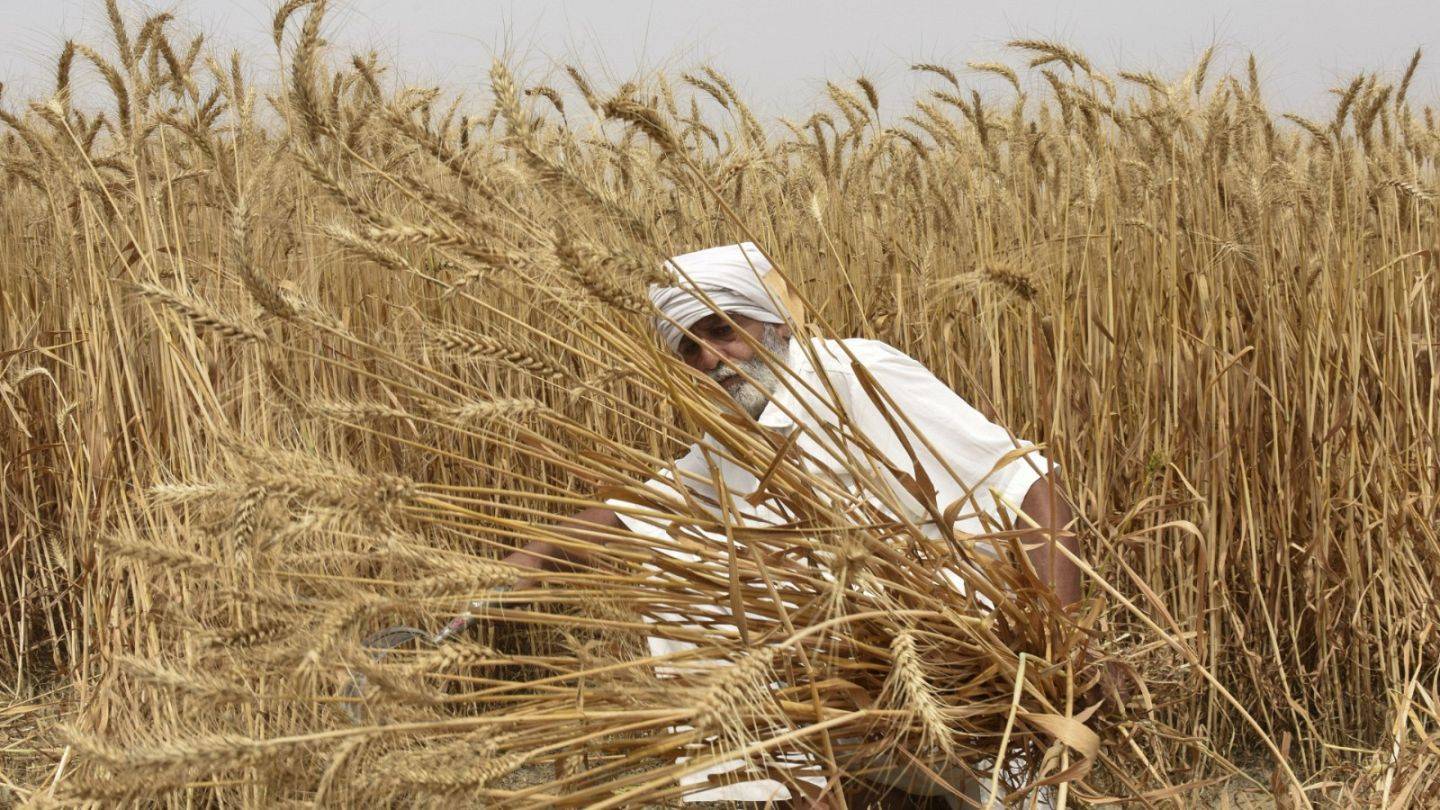 الحكومة الهندية لا تعتزم رفع القيود عن تصدير القمح