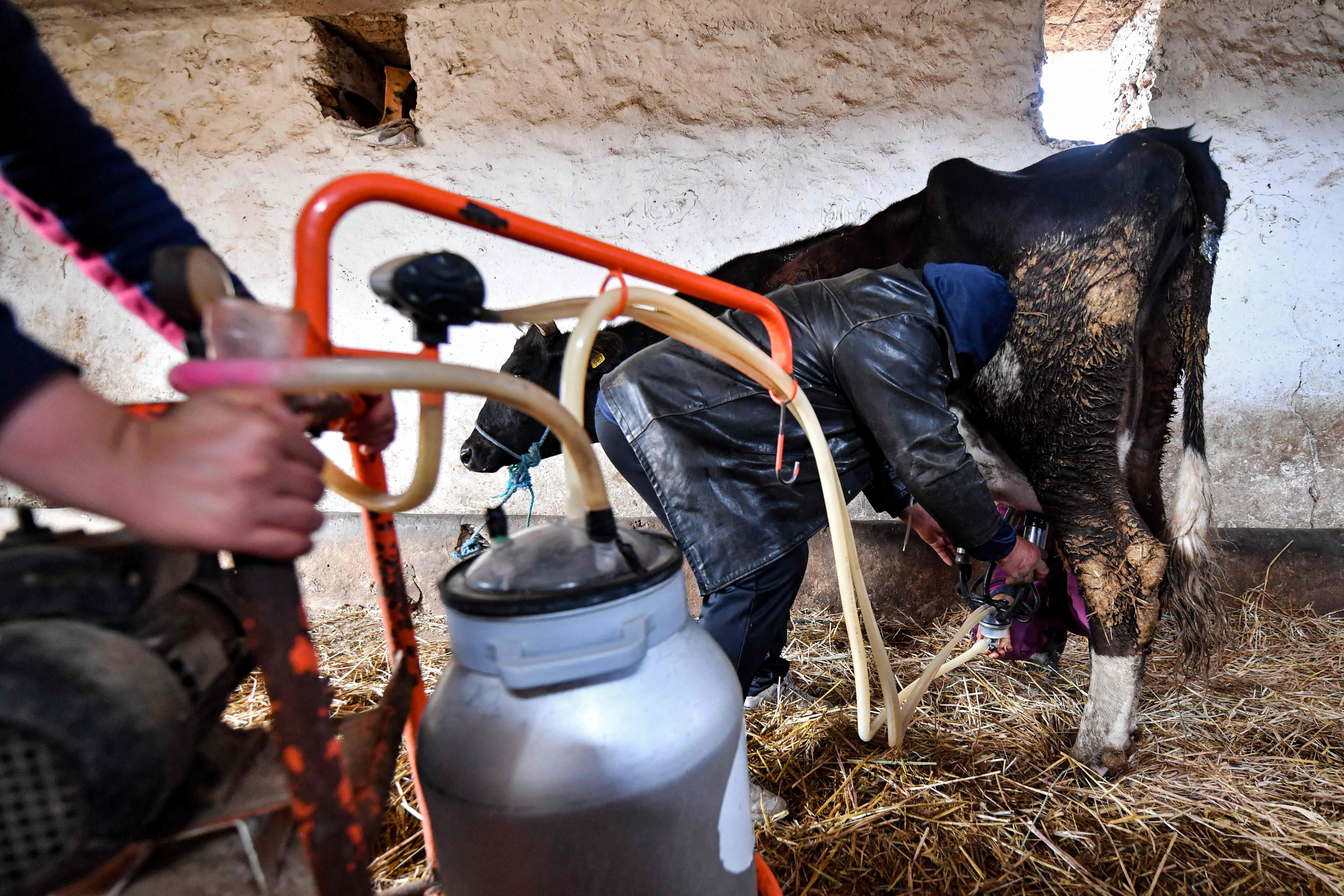 فقدان الحليب في تونس يعكس انهيارا بطيئا لقطاع إنتاج الألبان