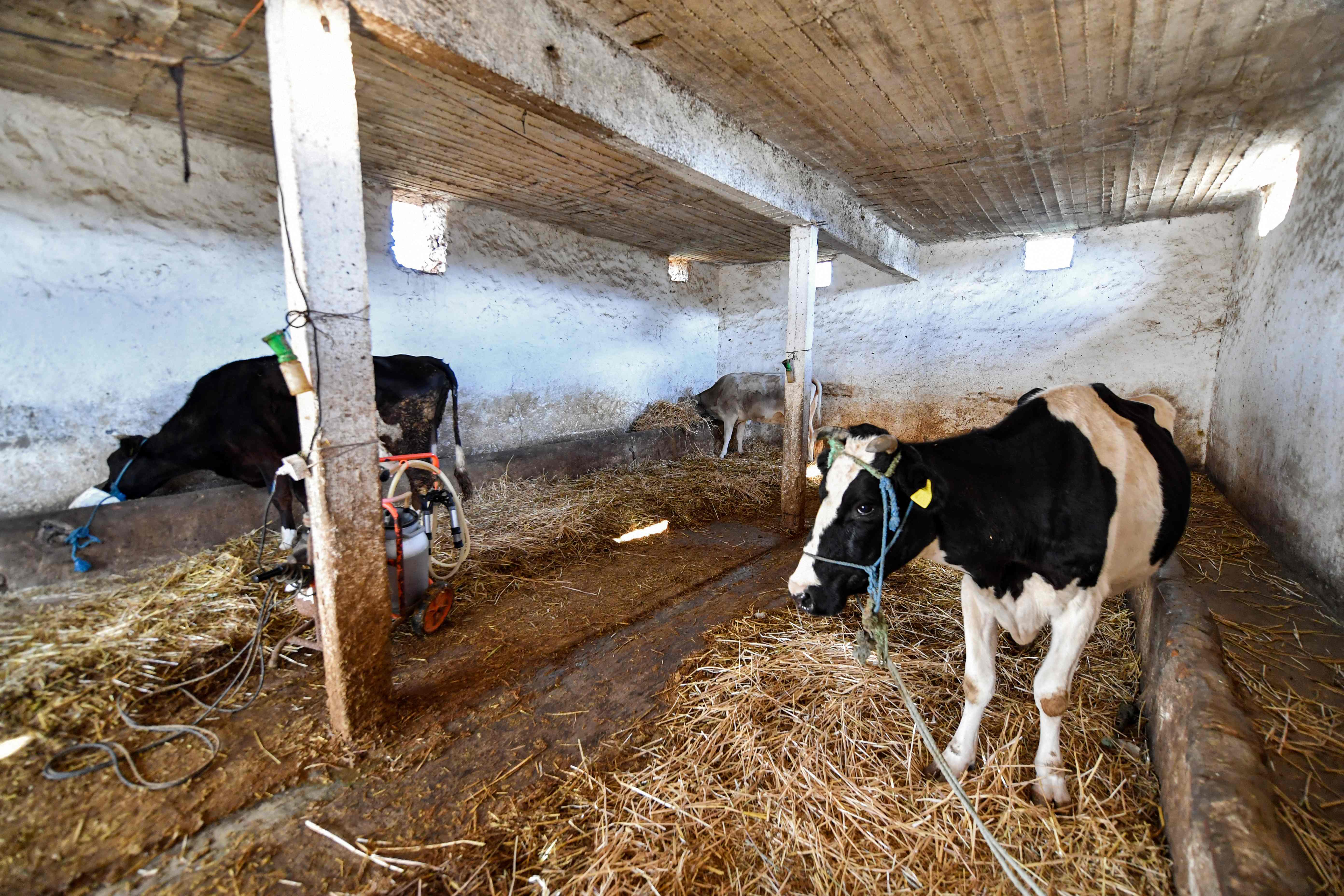 فقدان الحليب في تونس يعكس انهيارا بطيئا لقطاع إنتاج الألبان