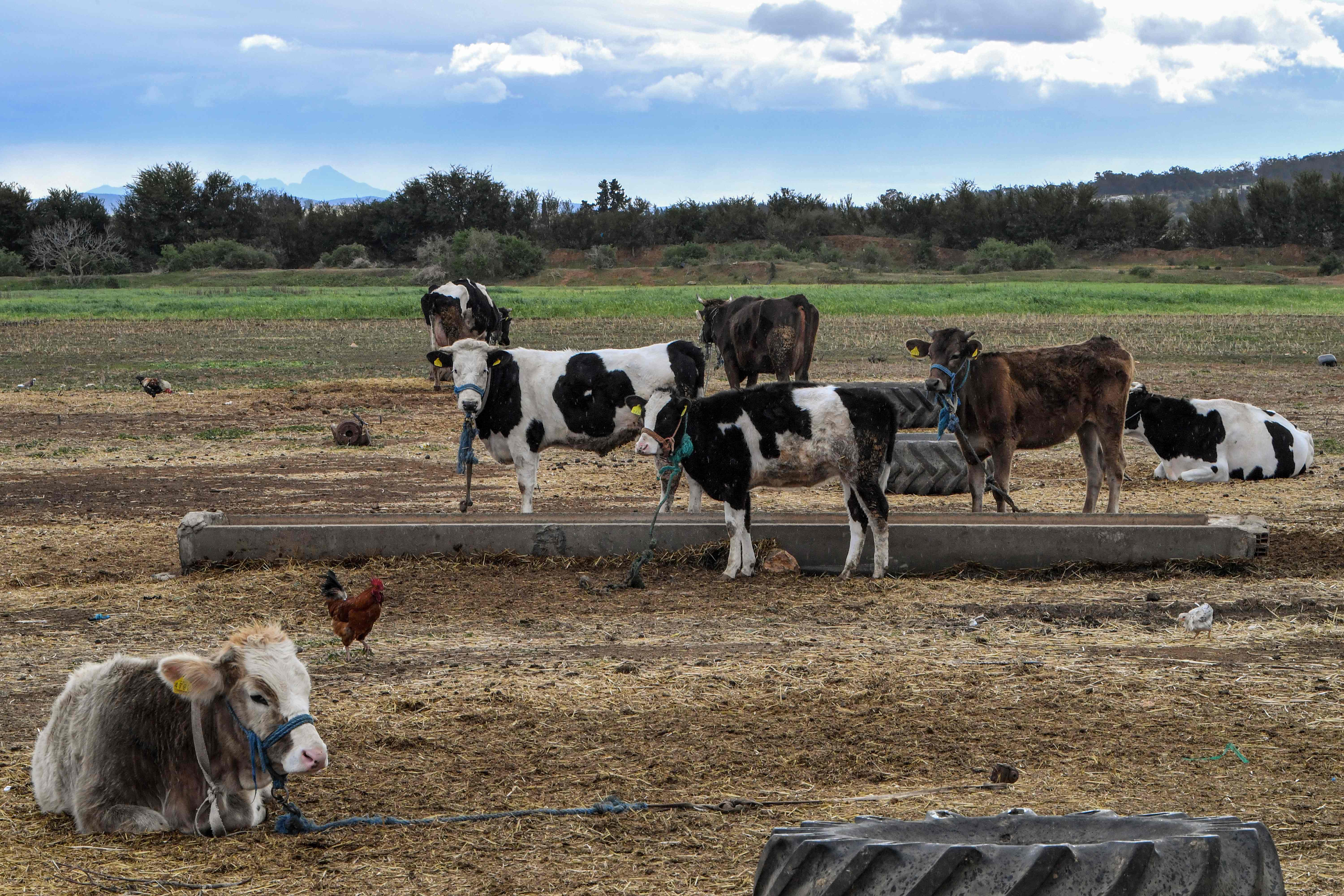 فقدان الحليب في تونس يعكس انهيارا بطيئا لقطاع إنتاج الألبان