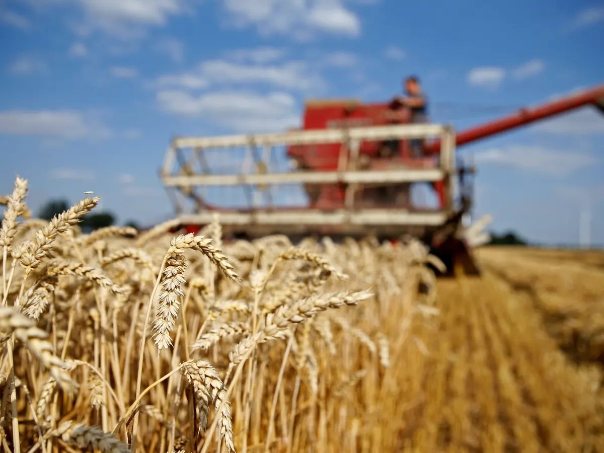 إتمام زراعة بذور 20 طنا من قمح الديورم والخبز على 100 هكتار في السعودية