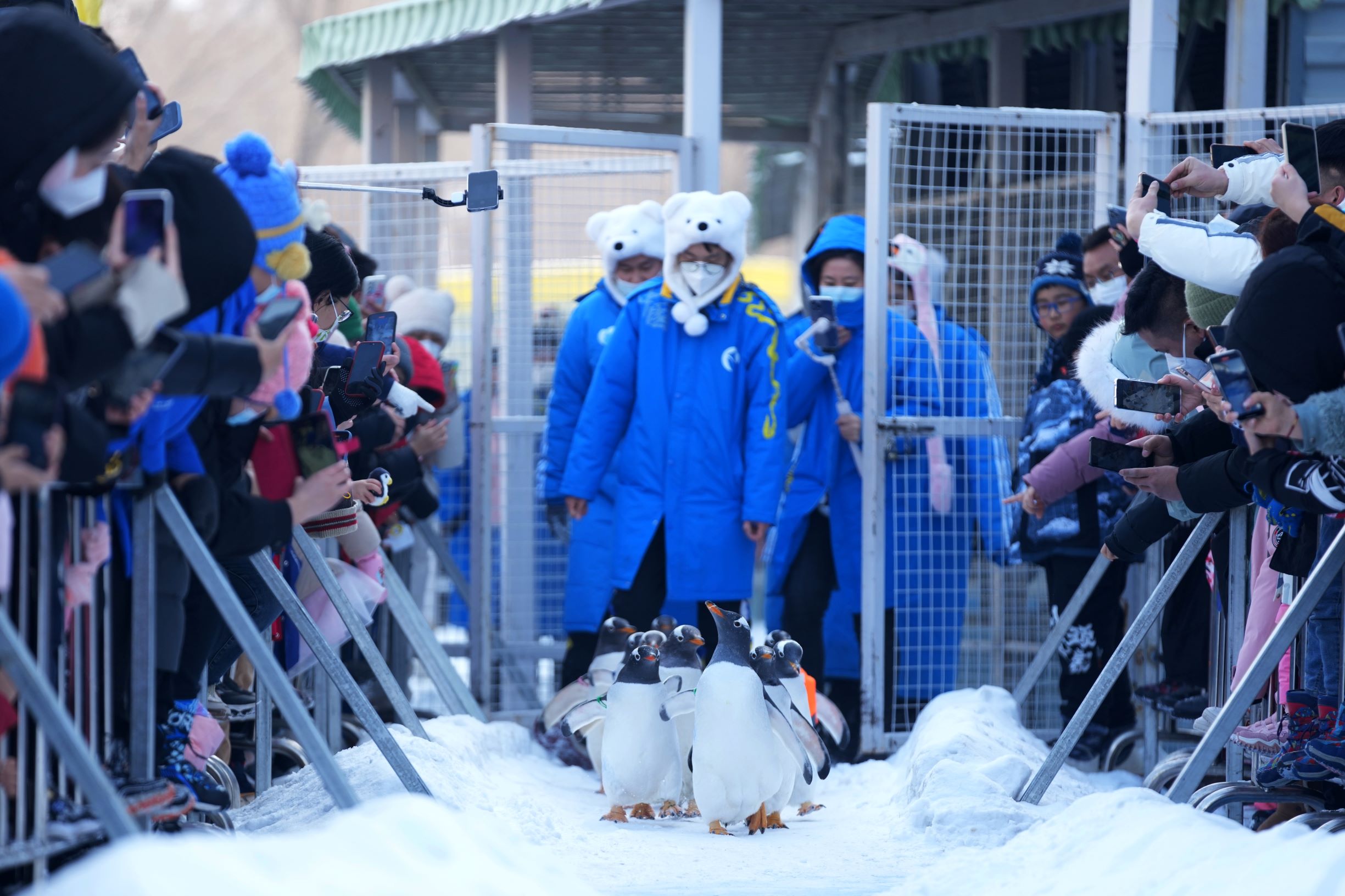 البطريق لجذب السياح إلى مدن الجليد والثلج في الصين