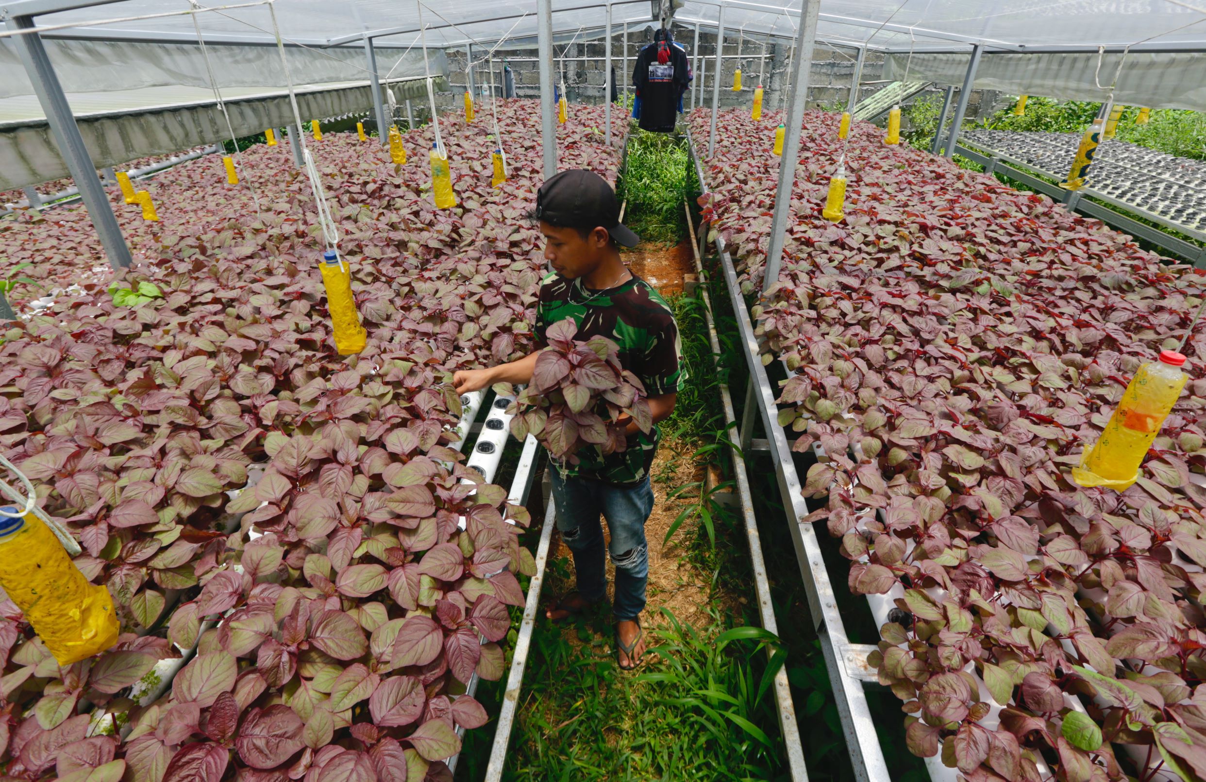 100 مليون إندونيسي يعملون في الزراعة