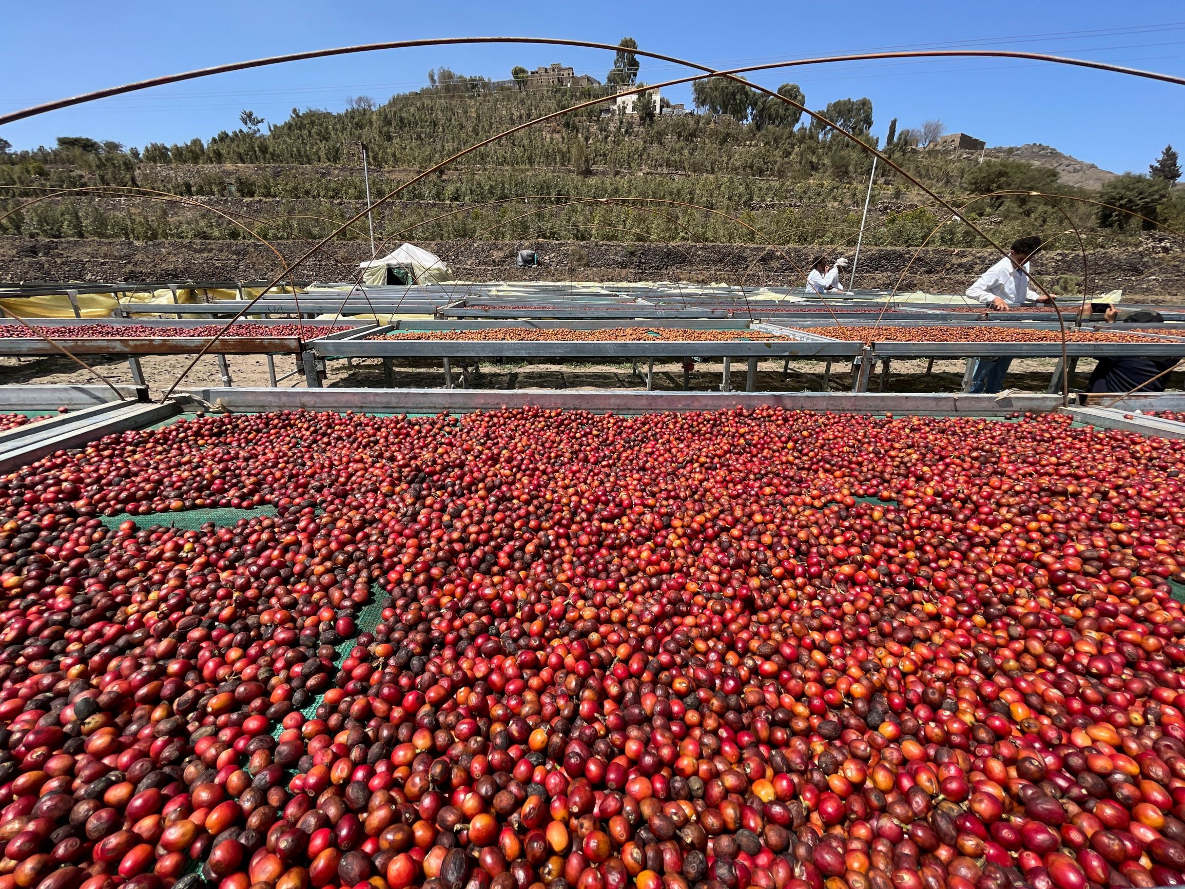 مزارعو اليمن يقتلعون القات ويعودون لزراعة البن