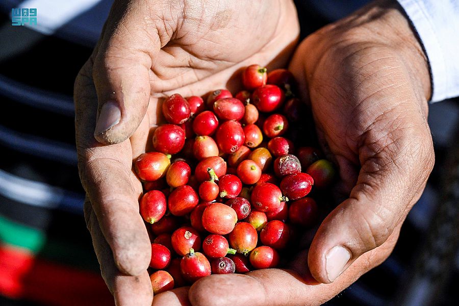 "الريثي" زارع البن .. قصة إرث تحول إلى شغف في جازان