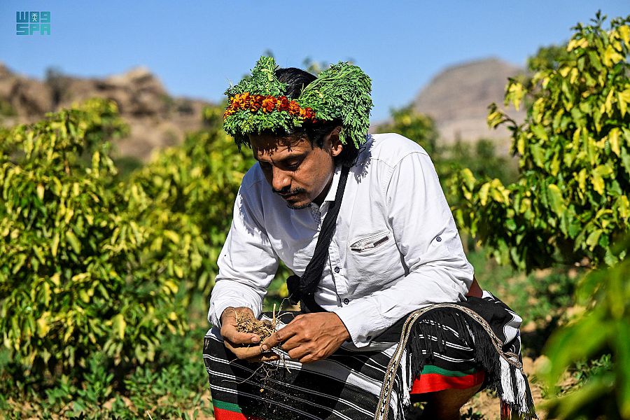 "الريثي" زارع البن .. قصة إرث تحول إلى شغف في جازان