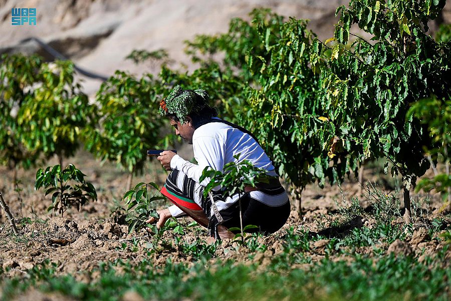 "الريثي" زارع البن .. قصة إرث تحول إلى شغف في جازان