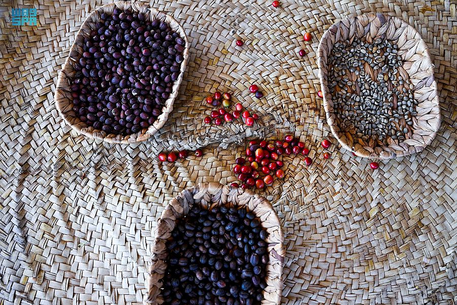 "الريثي" زارع البن .. قصة إرث تحول إلى شغف في جازان