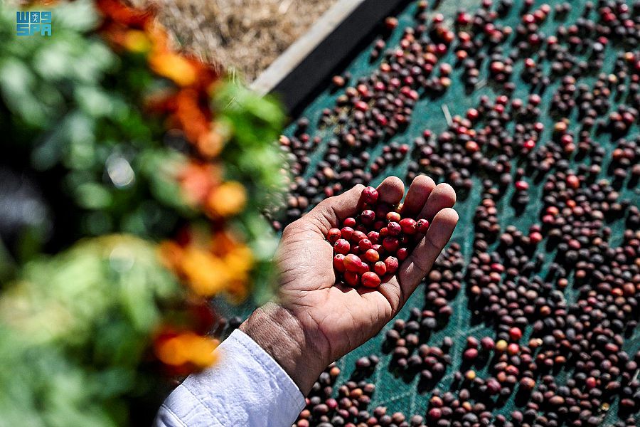 "الريثي" زارع البن .. قصة إرث تحول إلى شغف في جازان