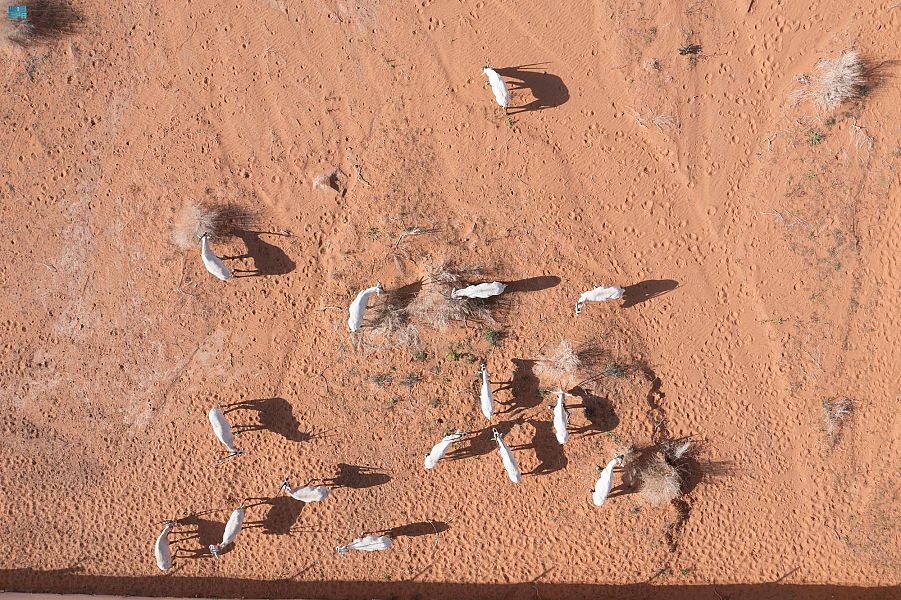 إطلاق 65 من المها وغزال الريم في محمية الملك سلمان بن عبدالعزيز الملكية